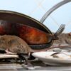 Rats-in-kitchen