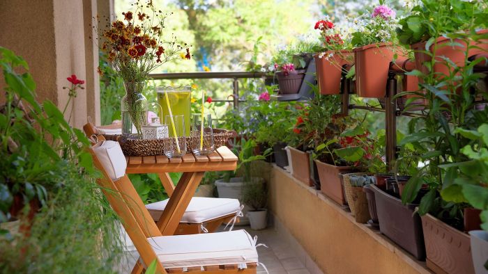 Urban Plants in small spaces
